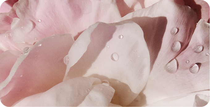 Close-up of pale pink flower petals with water droplets on a soft, rounded background.